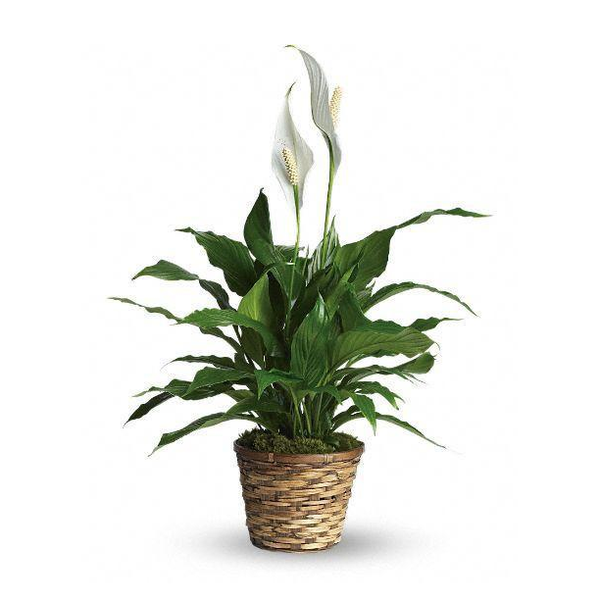 Peace Lily Green Plant Ava Florist