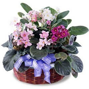 African Violet Planter