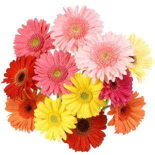 Gerbera Delight Bouquet