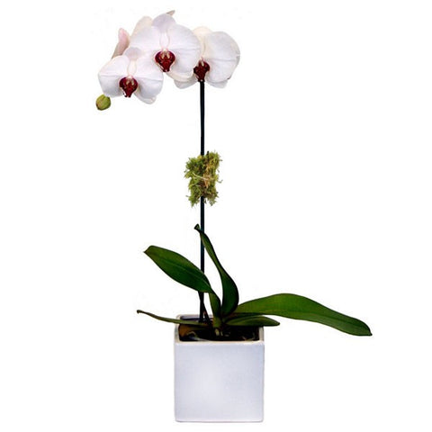 red orchid lucky bamboo Lucky Bamboo – Ava Florist