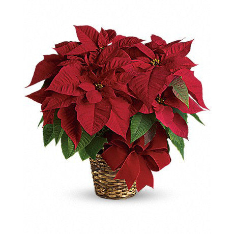 Poinsetta Holiday Plant