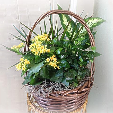 Assorted Green Planter