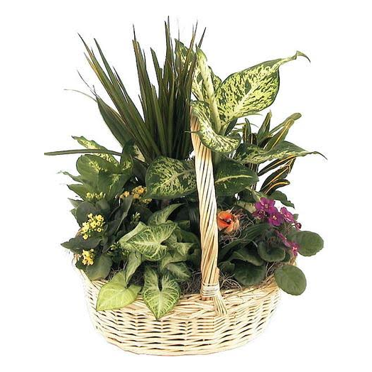 Beautiful European Planter Basket