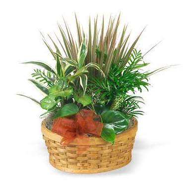 Garden Paradise Planter