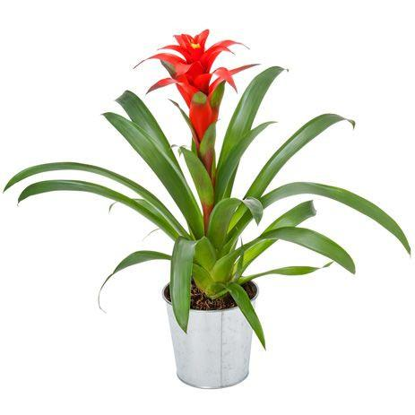 Guzmania Plant