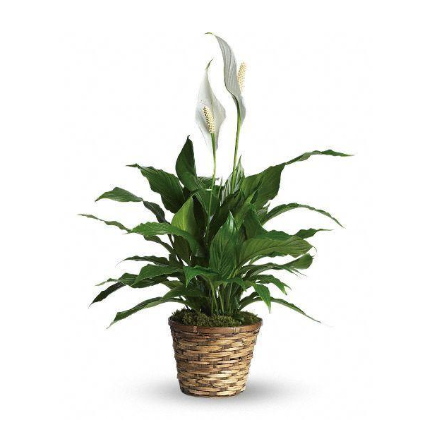 Peace Lily Green Plant